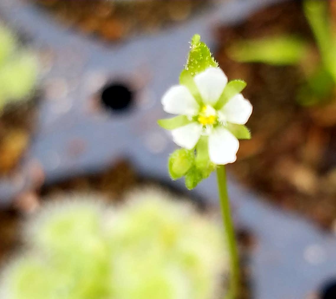 Drosera burmannii, Burmese Sundew, live carnivorous plant, potted