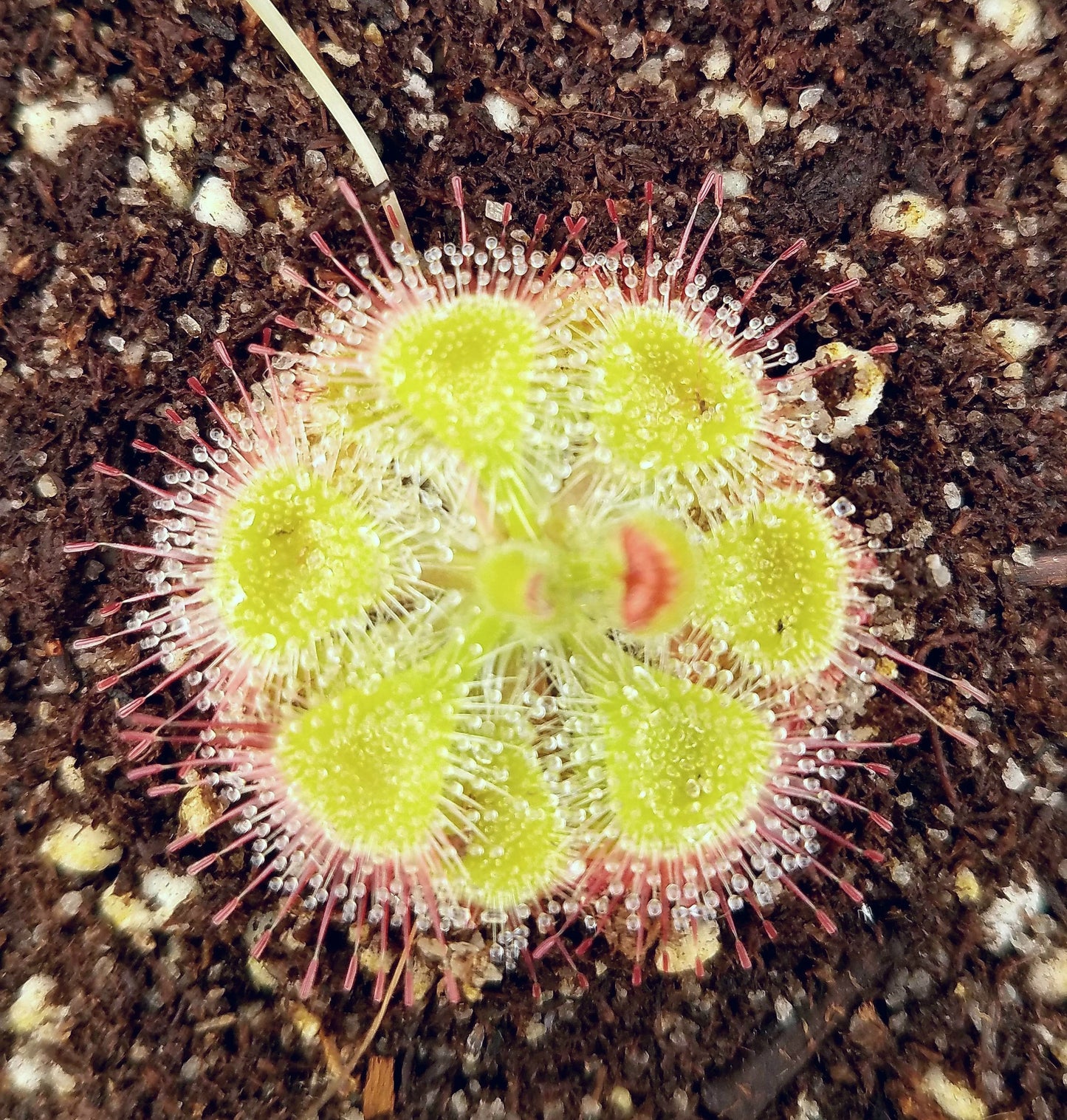 Drosera burmannii, Burmese Sundew, live carnivorous plant, potted