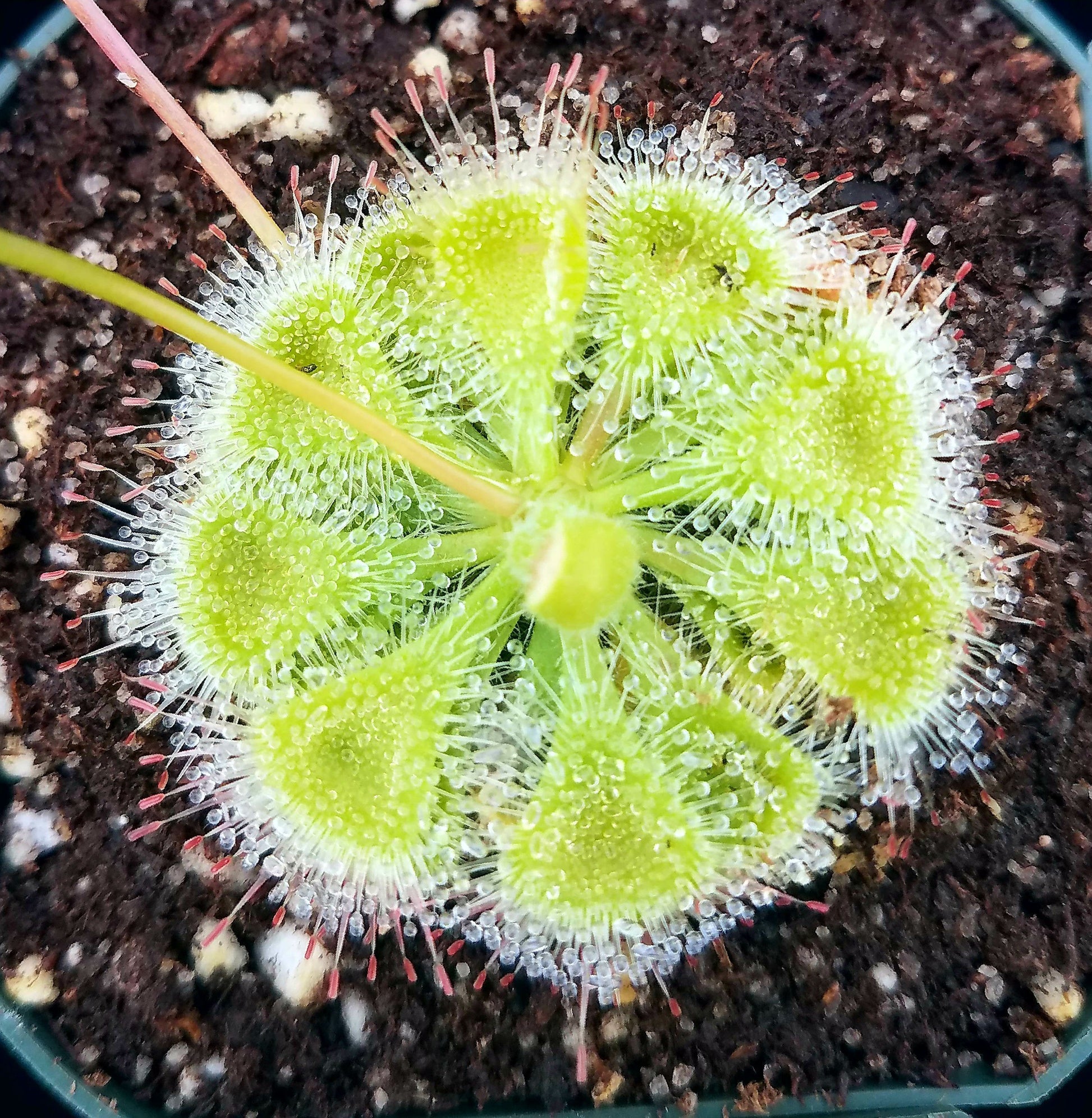 Drosera burmannii, Burmese Sundew, live carnivorous plant, potted