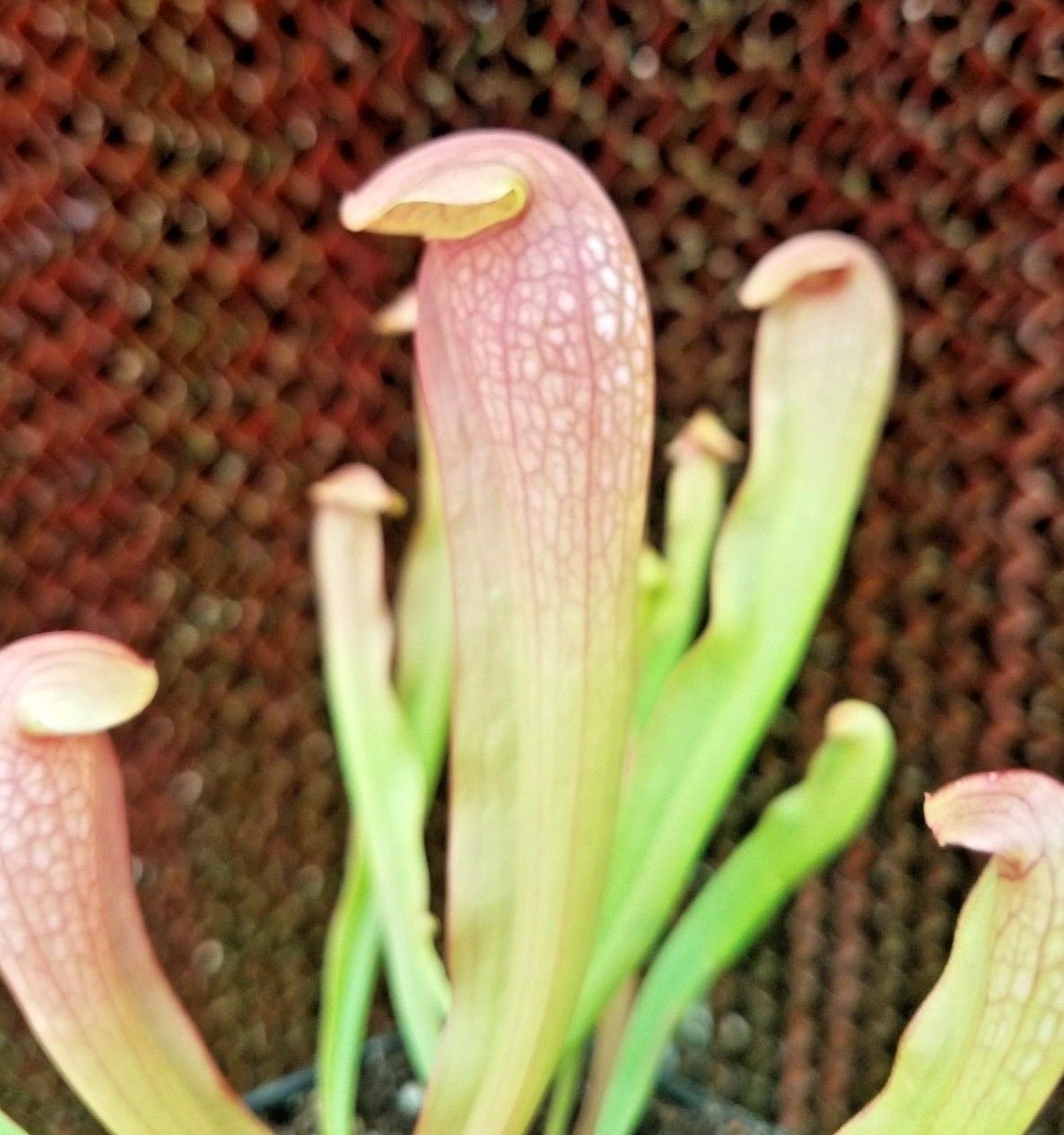 live carnivorous pitcher plant - 5