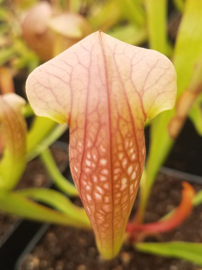 live carnivorous pitcher plant - 2