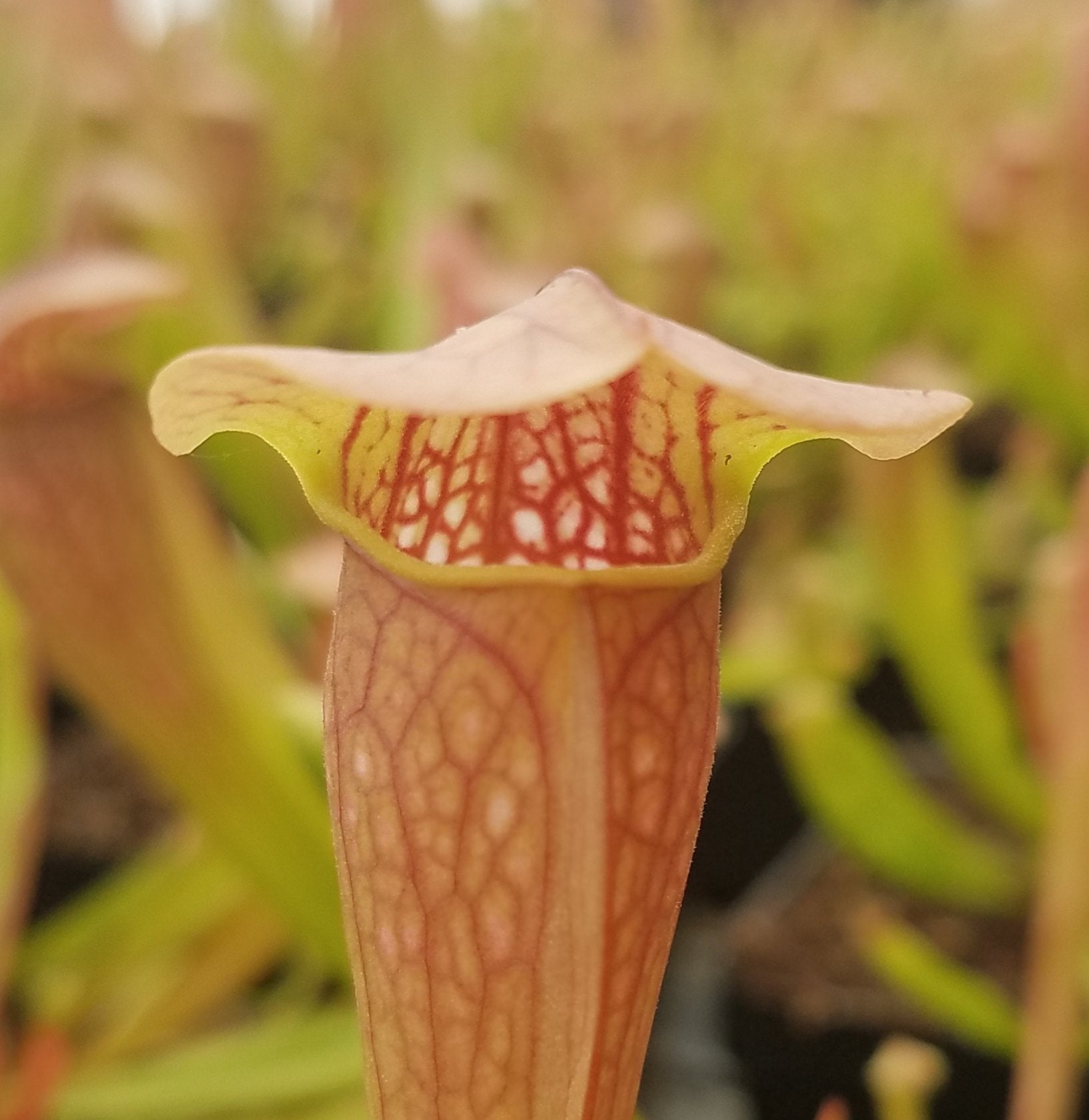 live carnivorous pitcher plant - 3