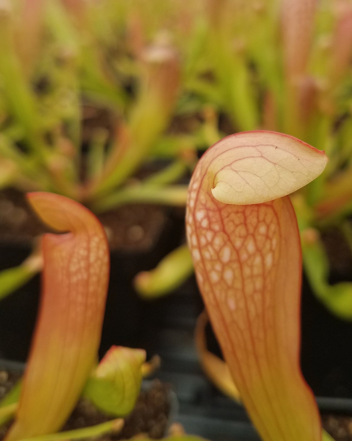 live carnivorous pitcher plant - 4