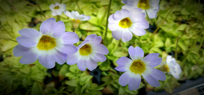 Pinguicula primuliflora, live carnivorous butterwort, bareroot